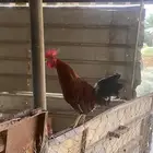 ديك للبيع