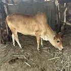 عجله للبيع