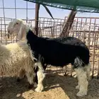 خروف نجدي حجل مشروع فحل