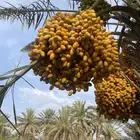 تمر
