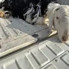 خروف نجدي جذع