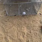 شبك حمام وا دجاج او ارنب او اي حيوان