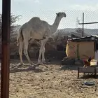 فحل اوضح للبيع