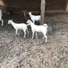 عنز محايلية تحتها3 تم البيع