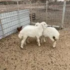 بهم طليان تم البيع