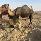 لقحه