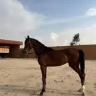 حصان شعبي كفو للبيع