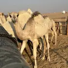 قعودالعدد 4