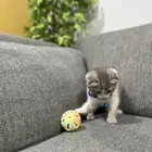 كتينز سكوتش فولد 55 يوم