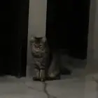 قطه شيرازي للتبني