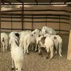 خرفان سواكن اضاحي مرابي
