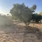 اشجار زيتون للبيع