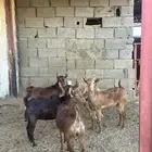 عنقان للبيع العدد 5
