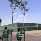 جميع أشجار الزينه والبرية اشجار