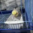 طير كروان للبيع