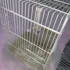 قفص