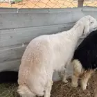 طليان حريه طيبه