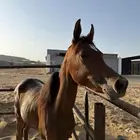 مهره مصريه بيور للبيع