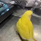 روز غر.   تم البيع  .