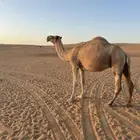 ناقه ظريبه