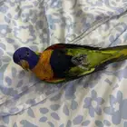 مفقود لوري رينمبو