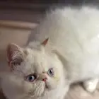 تبارك الله كيتين بيكي فيس للبيع