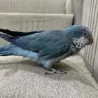 ببغاء كويكر