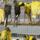 الجيبوسو الاسباني للمميزين فقط