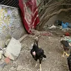 فروخ سندي
