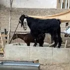 تيس فحل عارضي خصم مشروط الظراب