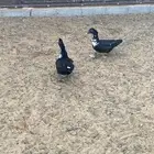 بح مصري بياض