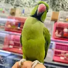 ببغاء دره هندي اليف ومتكلم تم البيع