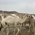 حشوان بلدي كفو ومسكته للمناسبات والمبادي
