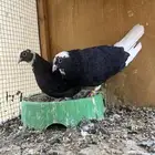 اجواز قطايف و قنادي