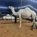 القحاه لي 9شهور سنه سديس في طويق