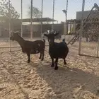 عنزين قزم