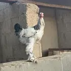 ديوك براهم كولمبي