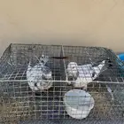 للبيع دجاج  حمام