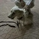كلب