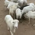 كباش خرفان