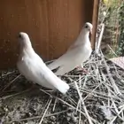 صنعاني حر حجم صغير وصوت ناعم