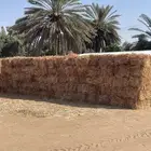 ذرة اعلاف للبيع