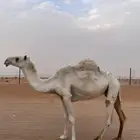 الوضحا