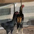 دجاج شامو الماني. زوج.