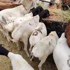 ذبايح جمله وتفريد حلال تربيه للجمله للأعراس والتجار