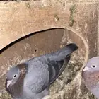 جوز صنعاوي