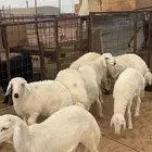 خرفان ذبايح فيهن رخل هجين