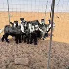 جفرات عوارض