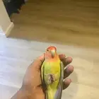 روز للبيع