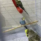 بادجي 3 حبات
